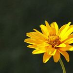 Scoprire l'Arnica: differenze tra acqua di fiori e Tintura Madre