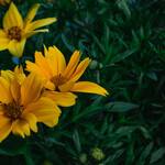 Arnilen: Il potere dell' Arnica a due gradi di intensità.